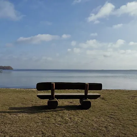 Waschbär Im Müritz Seepark Marienfelde
